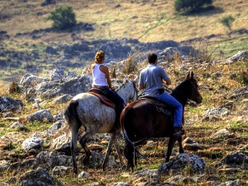 ורד הגליל- חוות סוסים